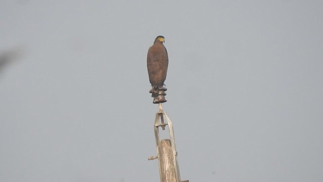 Crested Serpent-Eagle - ML562100171