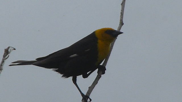 Yellow-headed Blackbird - ML562103631