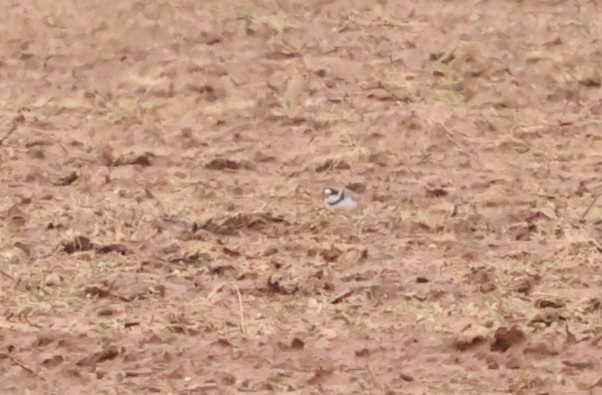 Semipalmated Plover - ML562104171