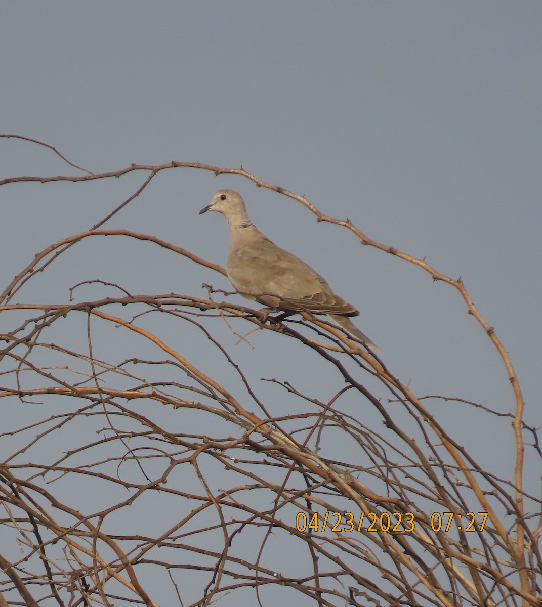 African Collared-Dove - ML562104181
