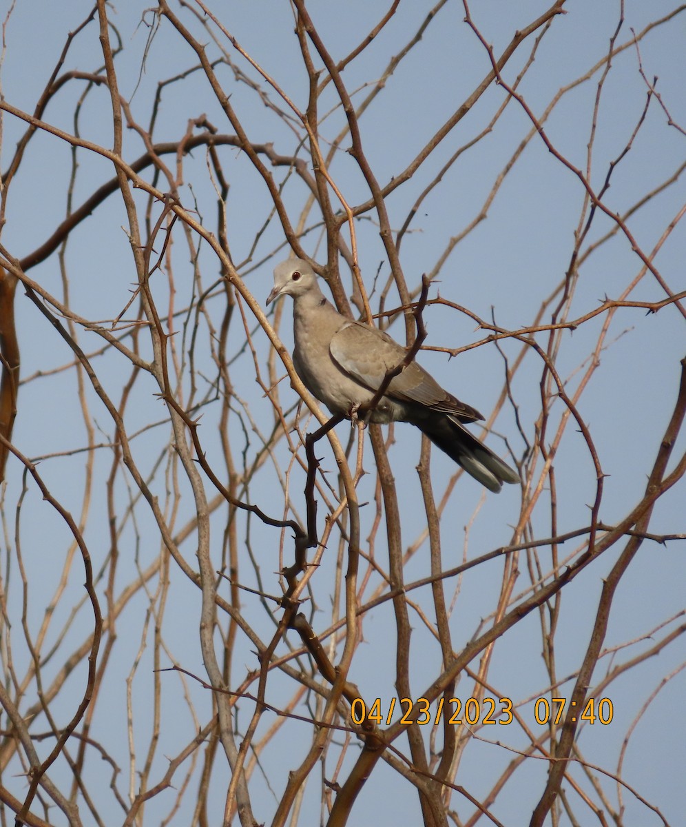 African Collared-Dove - ML562104191