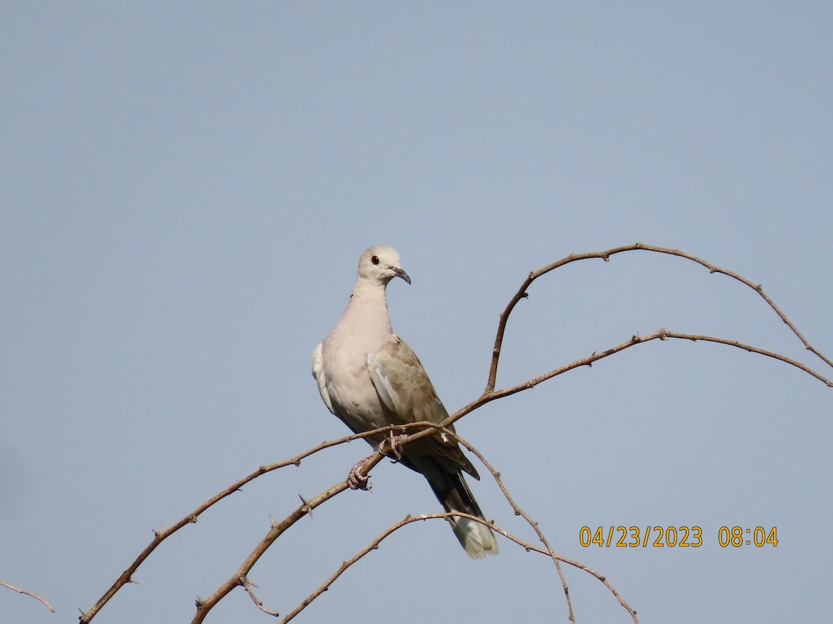 African Collared-Dove - ML562104201