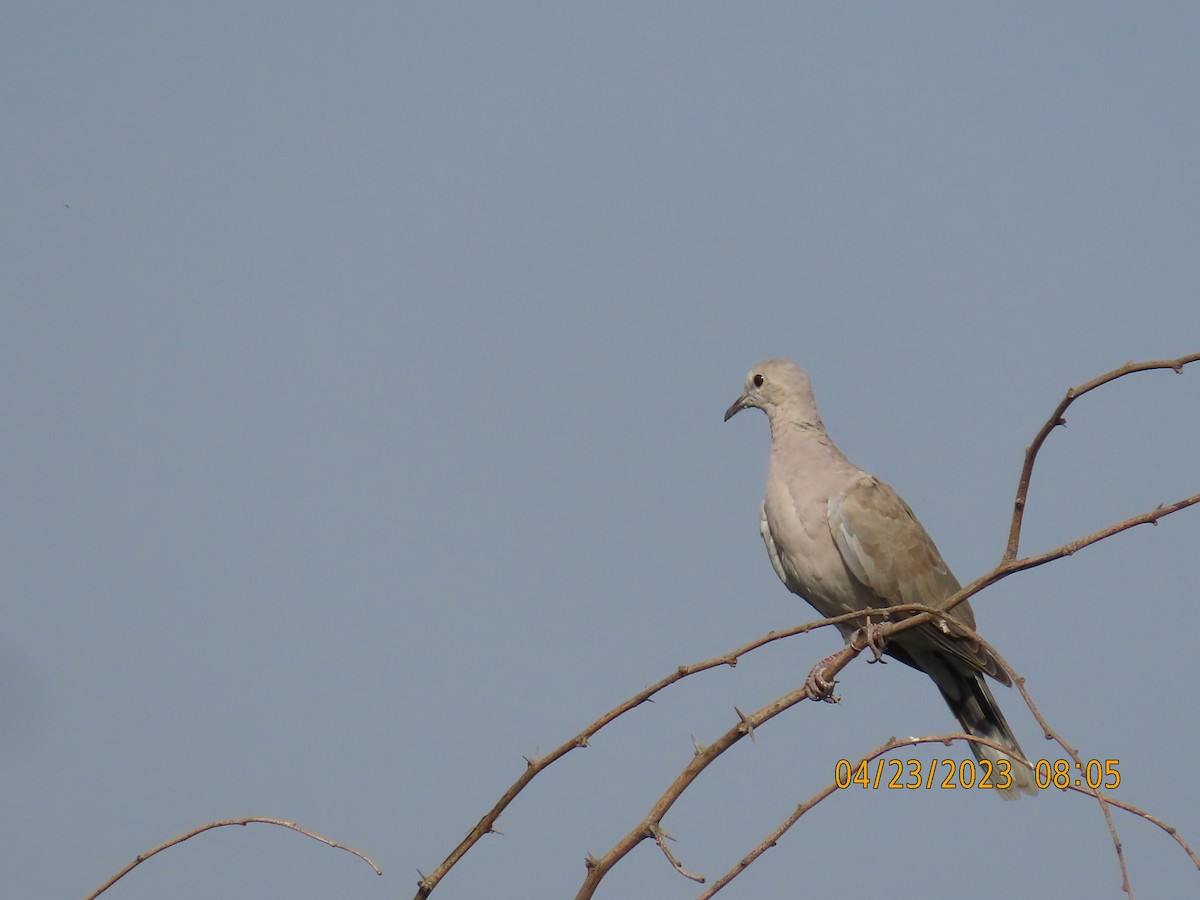 African Collared-Dove - ML562104211