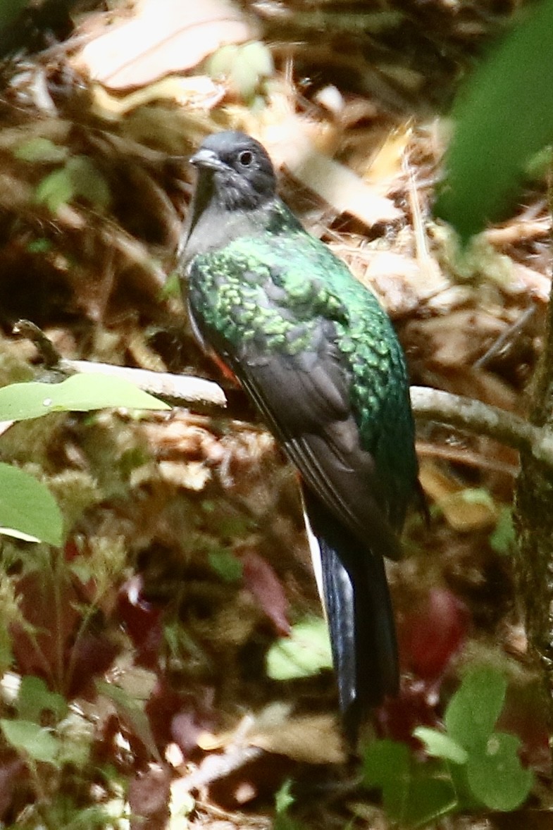 Quetzal oreillard - ML562105311