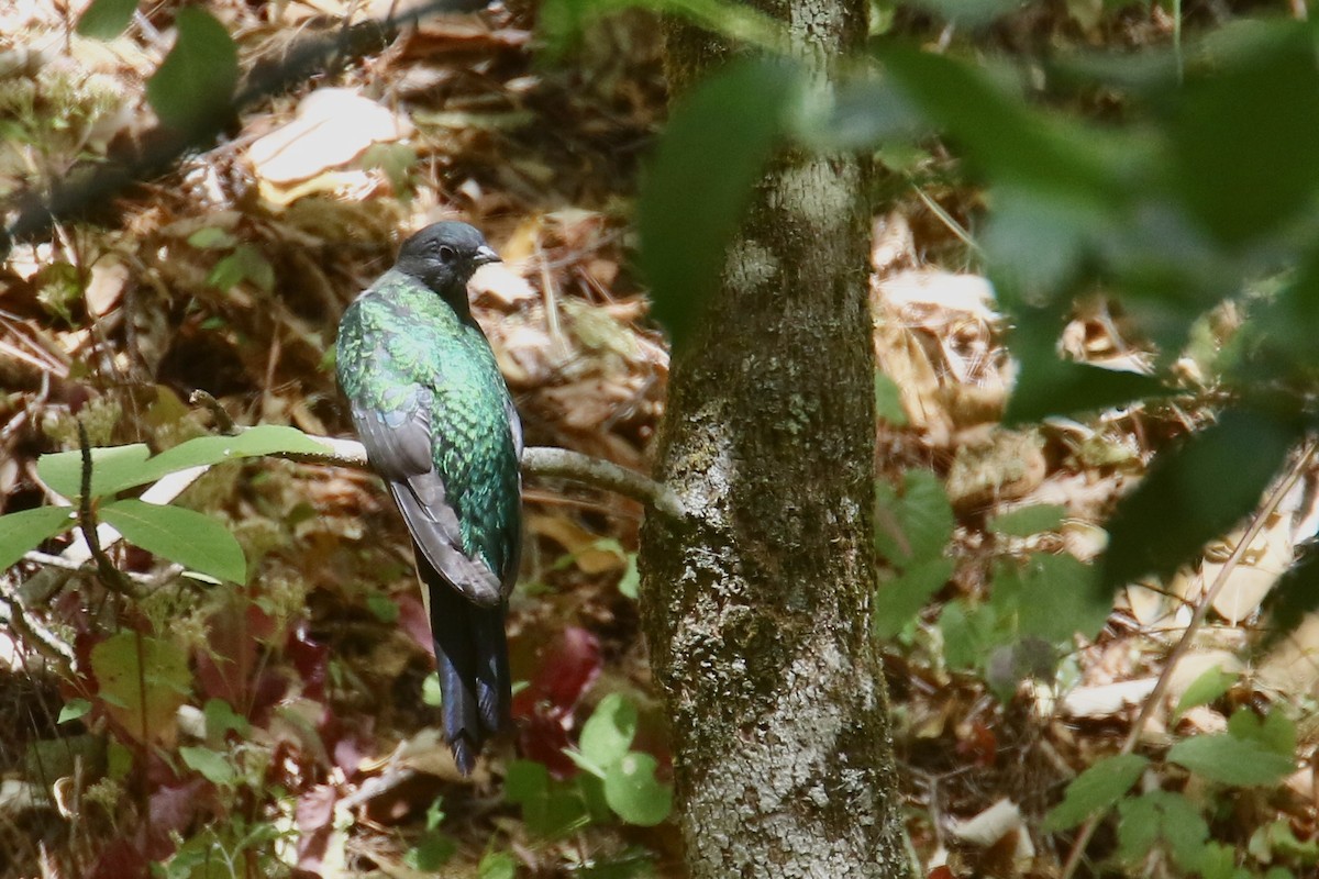 Quetzal oreillard - ML562105351