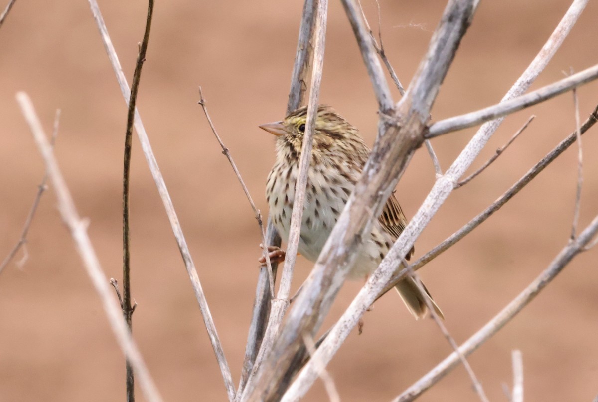 Savannah Sparrow - ML562105451