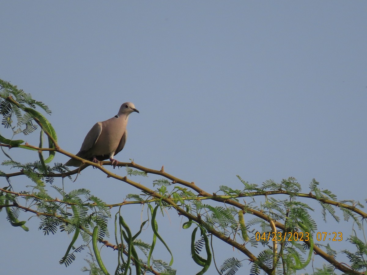 African Collared-Dove - ML562105641