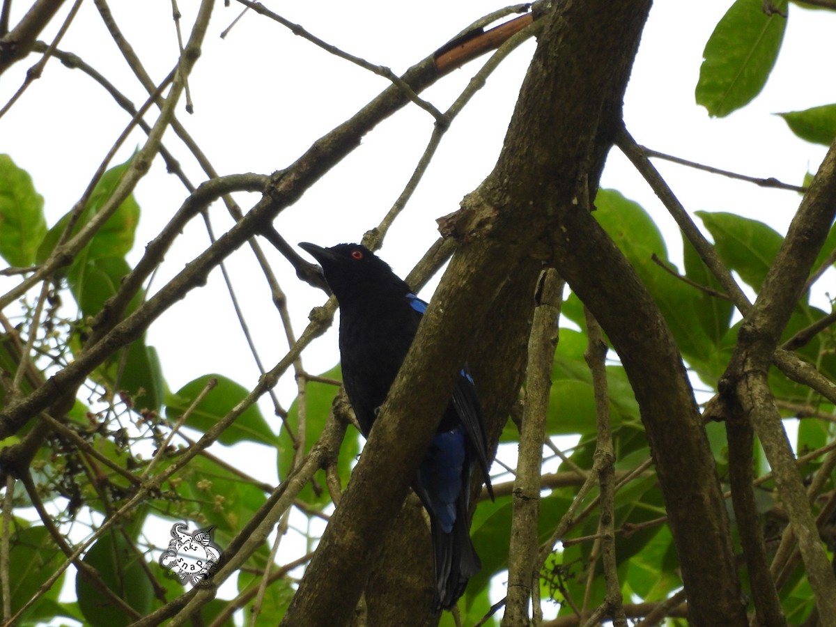Asian Fairy-bluebird - ML562107211