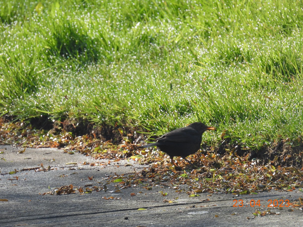 Eurasian Blackbird - ML562108091