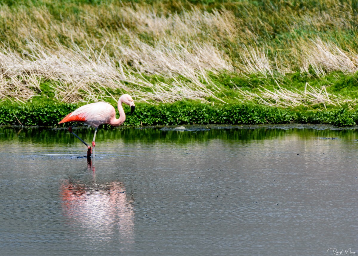 Chilean Flamingo - ML562109431