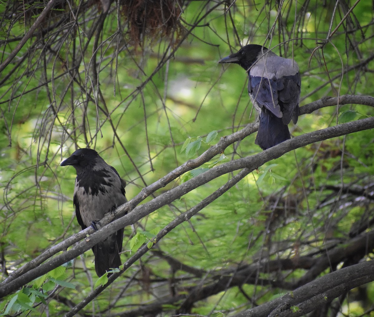 ML562110501 - Hooded Crow - Macaulay Library