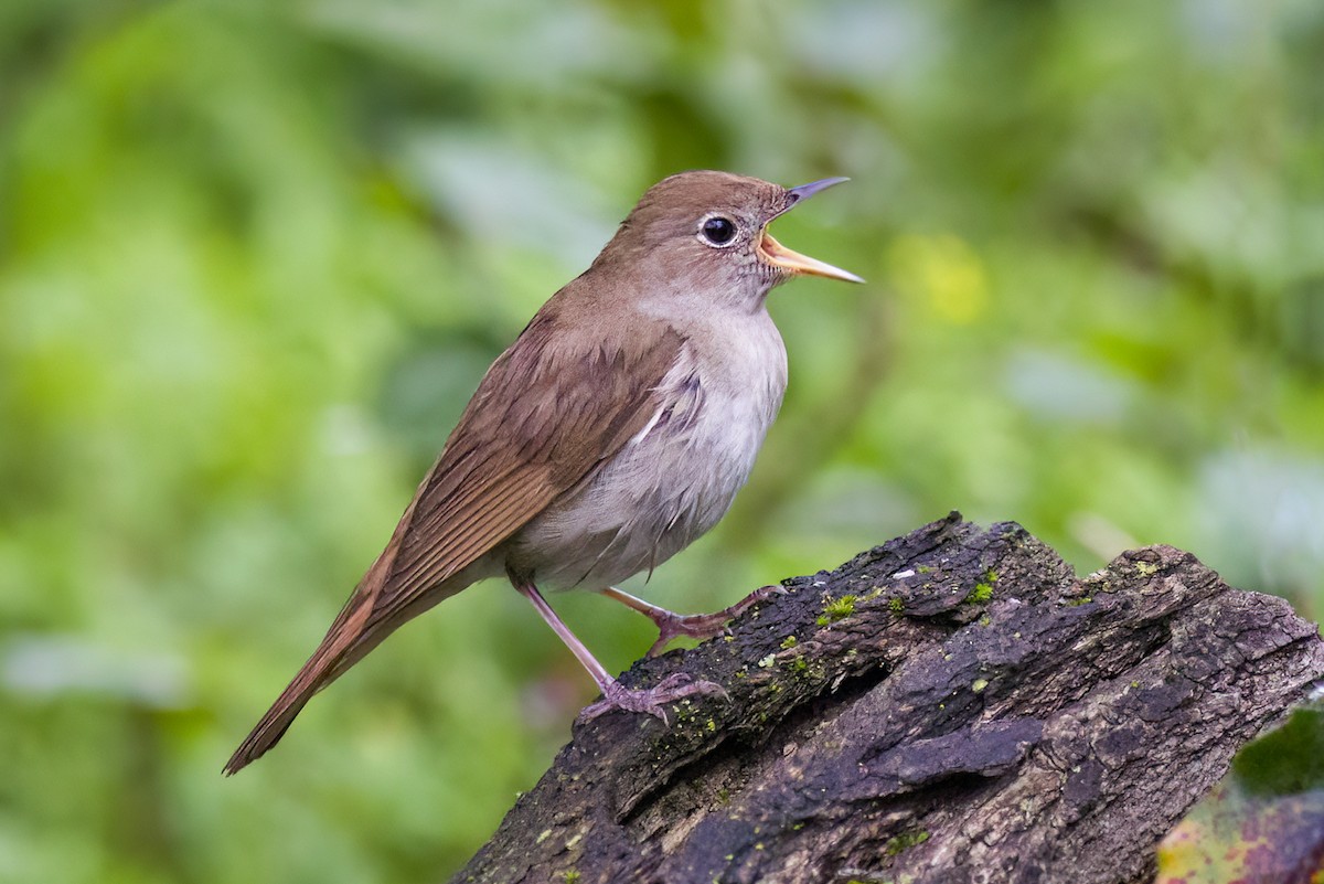 Common Nightingale - Korkut Demirbas