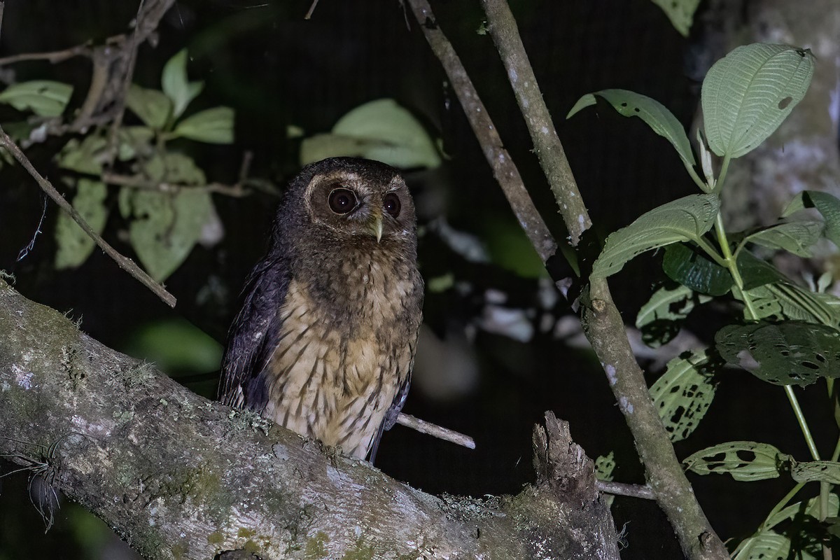 Mottled Owl (Mottled) - Niall D Perrins