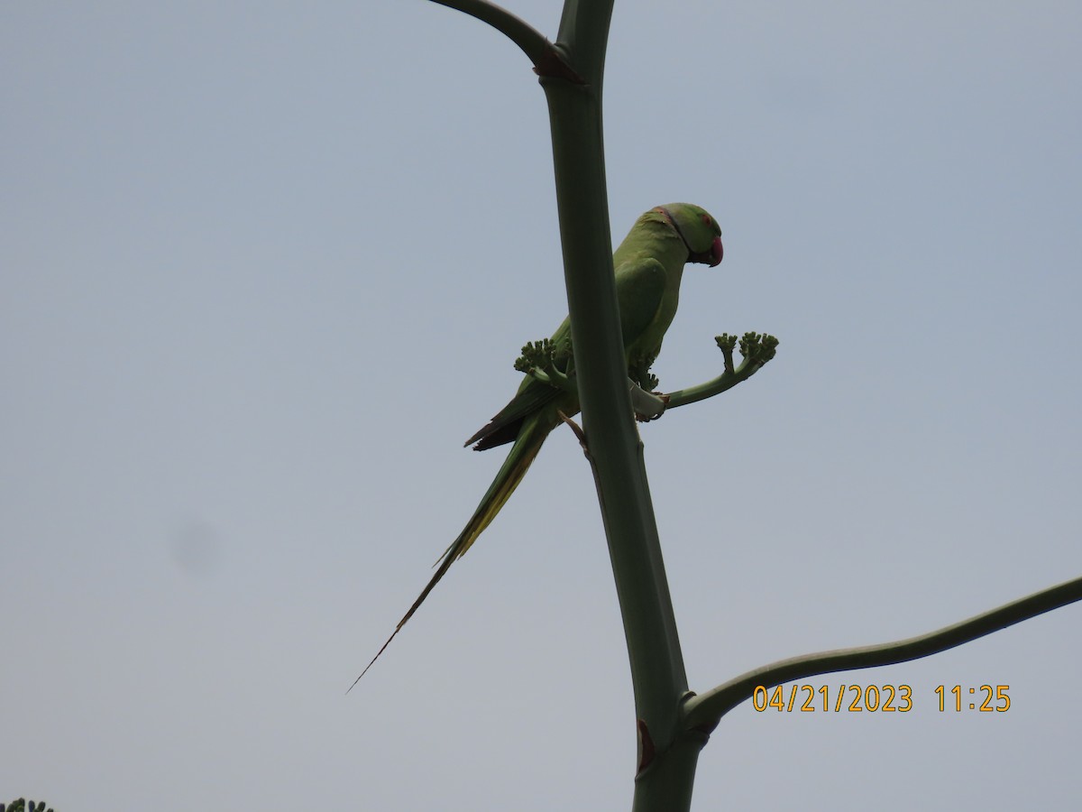 Yeşil Papağan - ML562116131