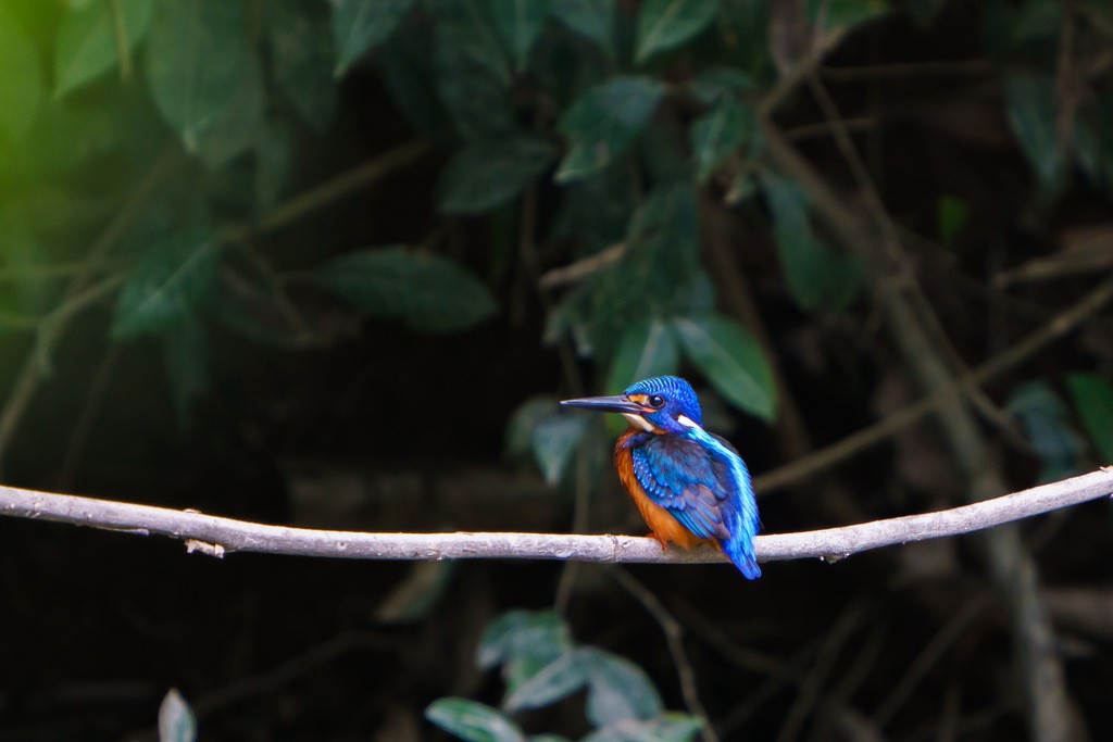 Blue-eared Kingfisher - ML562116371