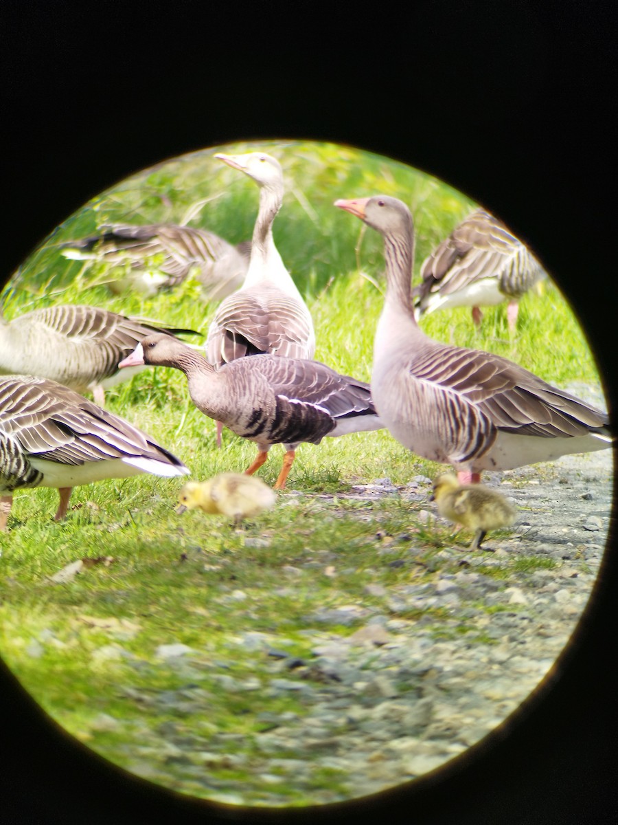 Greater White-fronted Goose - ML562121011