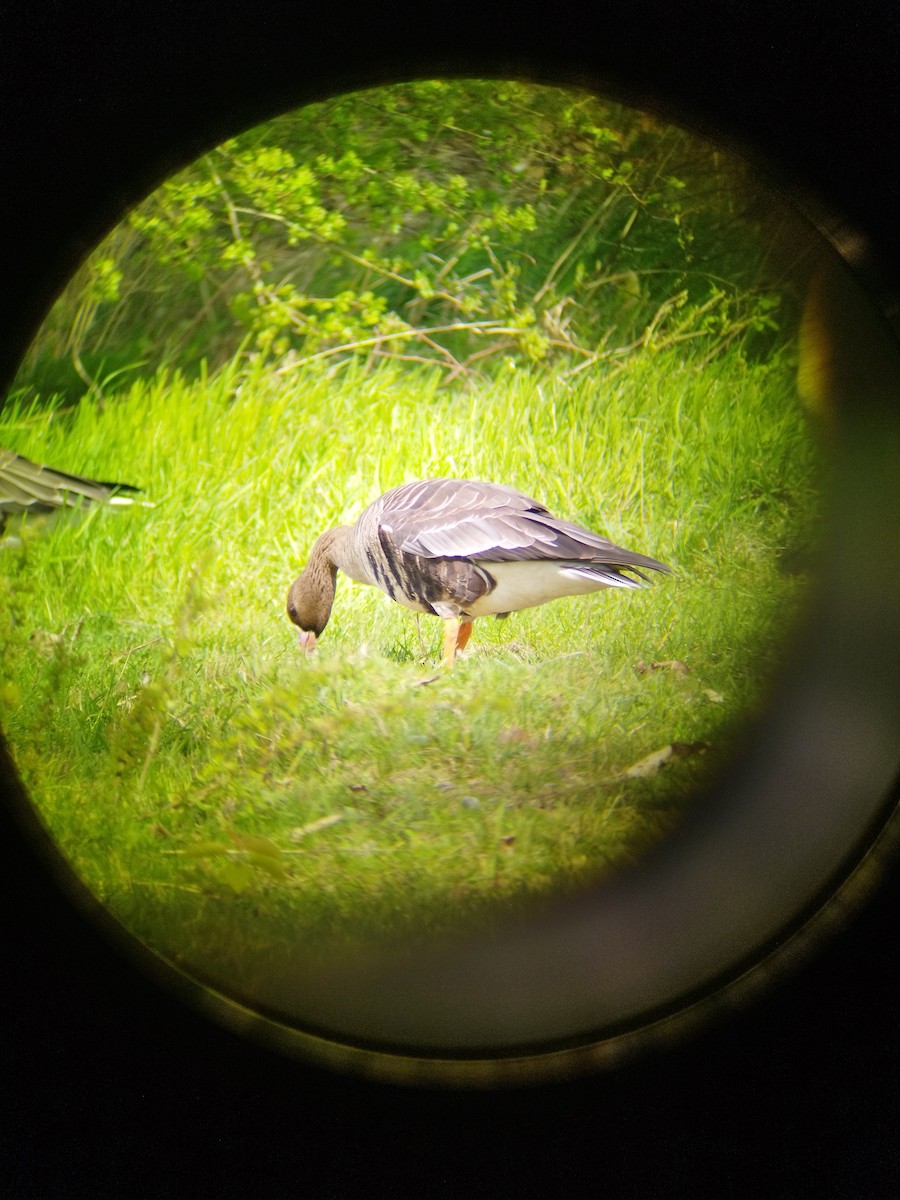 Greater White-fronted Goose - ML562121041