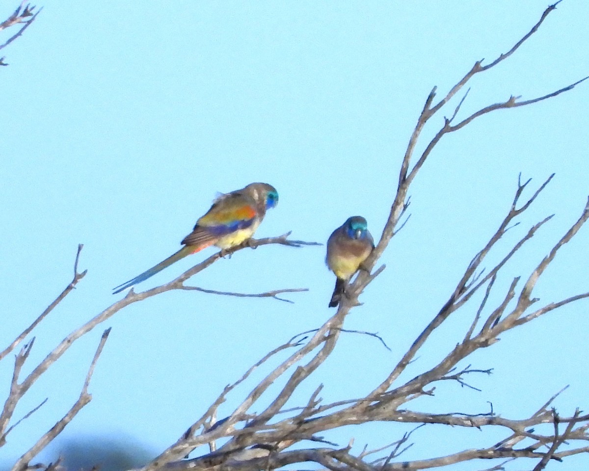 Naretha Mavi Yüzlü Papağanı - ML562121551