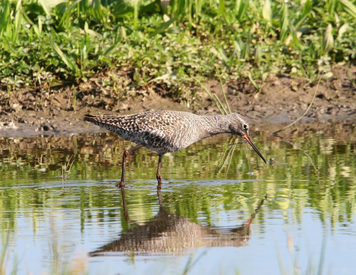 Spotted Redshank - ML562121801
