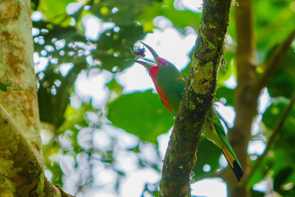 Red-bearded Bee-eater - Woramate Boonyavantang