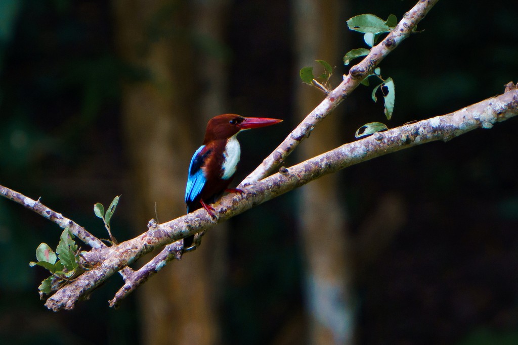 White-throated Kingfisher - Woramate Boonyavantang