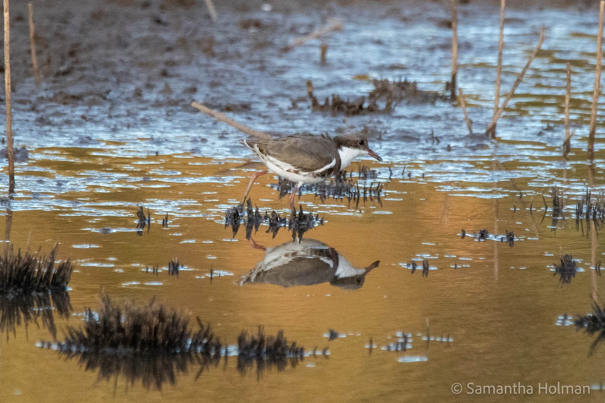 Red-kneed Dotterel - ML562125091