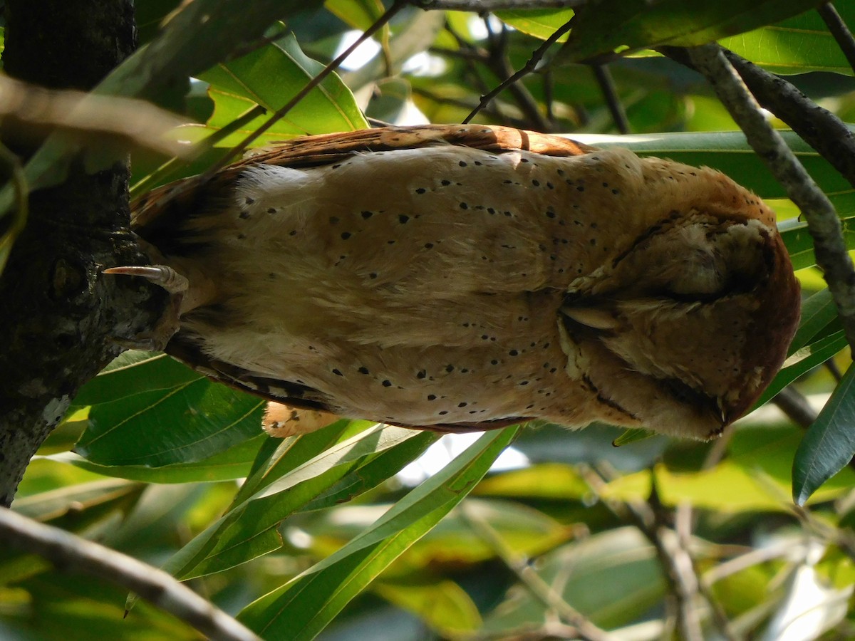 Sri Lanka Bay-Owl - ML562127791