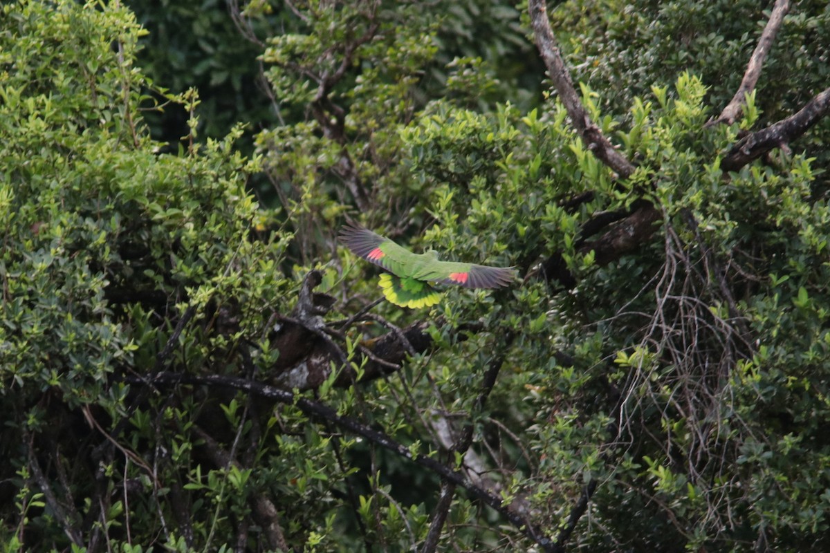 Red-necked Parrot - ML562129111
