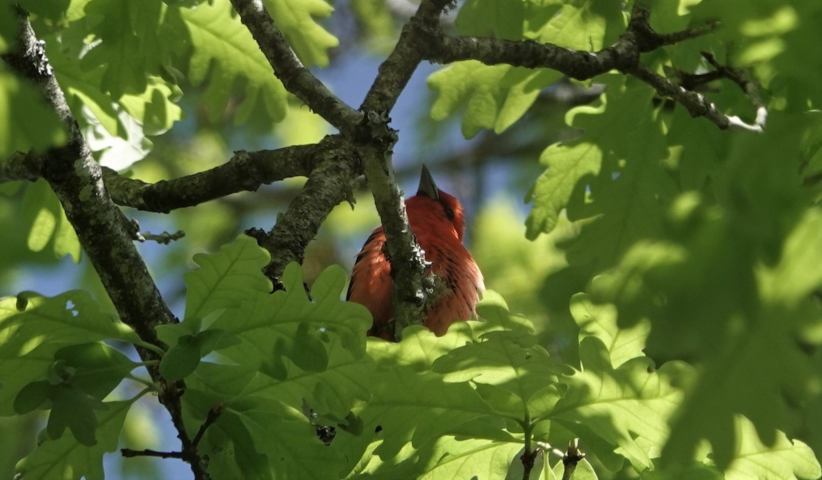 Scarlet Tanager - ML562129801