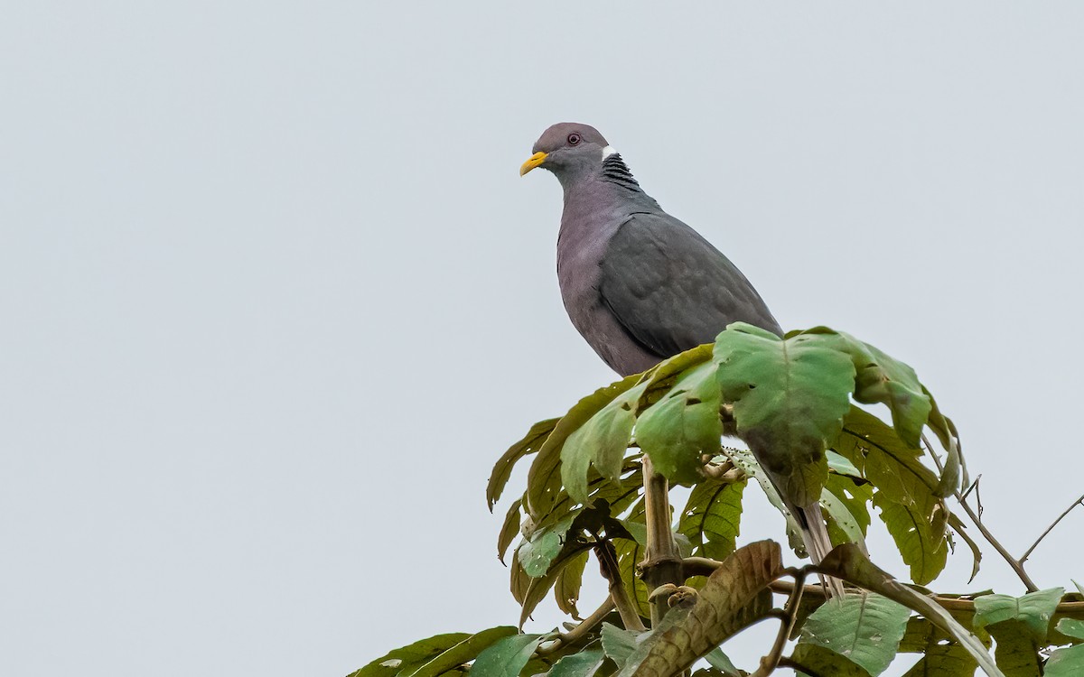 Band-tailed Pigeon - David Monroy Rengifo