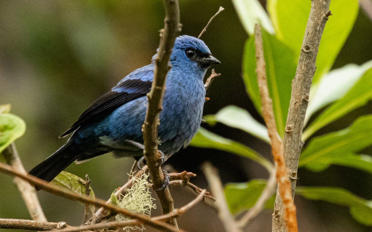 Blue-and-black Tanager - ML562130001