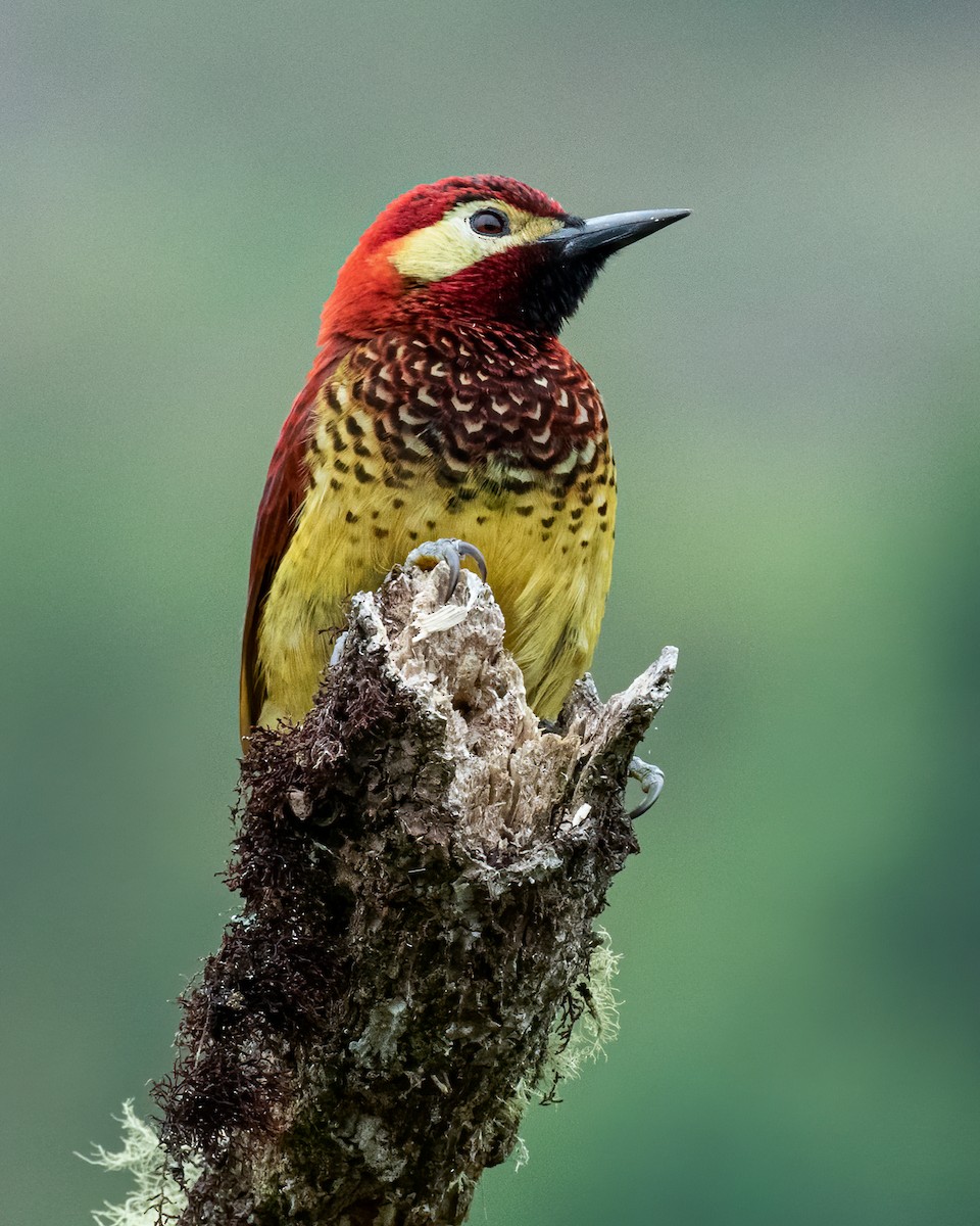 Crimson-mantled Woodpecker - ML562130261