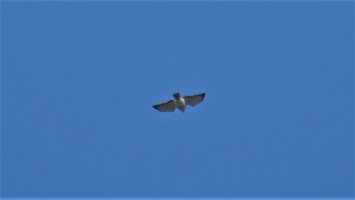Broad-winged Hawk - ML562132761