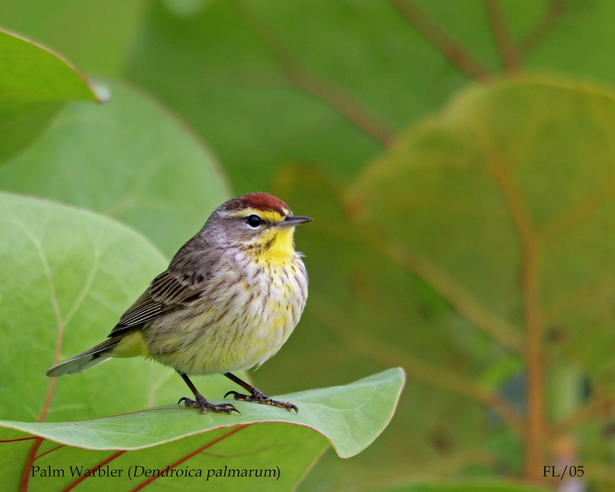 Palm Warbler (Western) - Andrew Wood