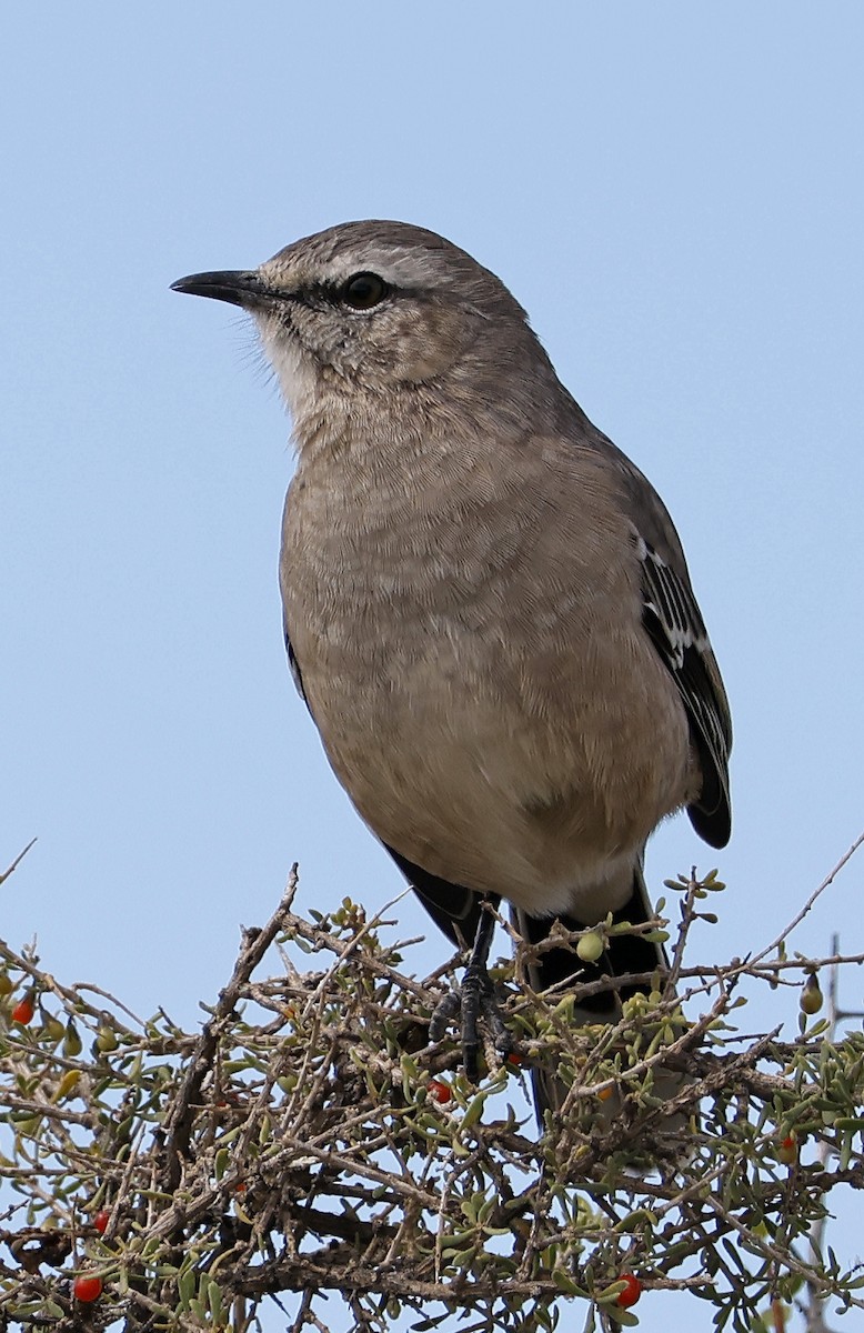 Patagonian Mockingbird - ML562137831