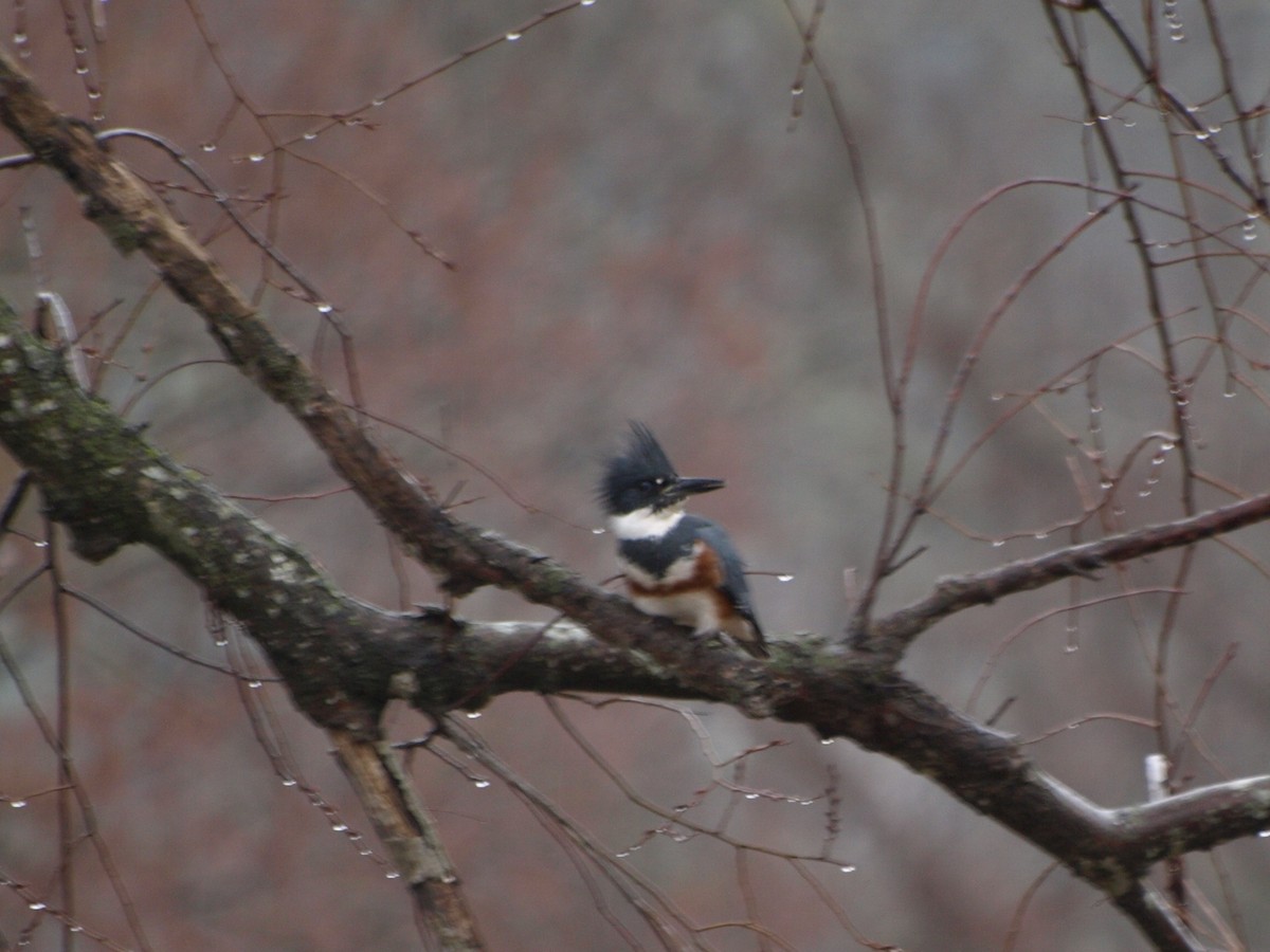 Belted Kingfisher - ML562141161