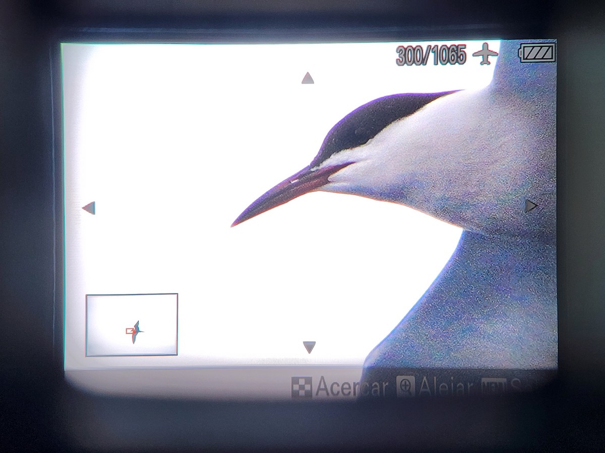 Arctic Tern - ML562145971
