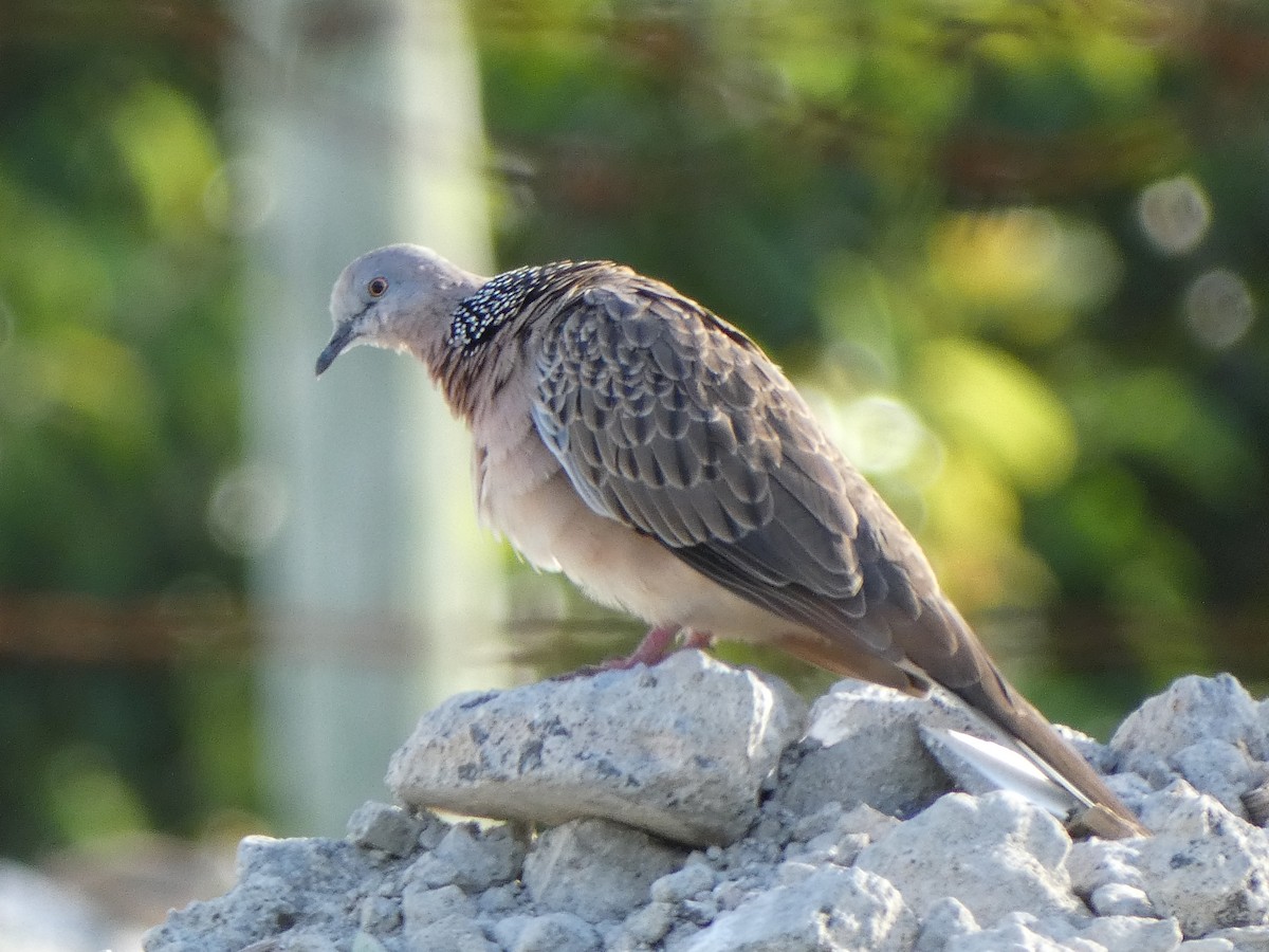 Spotted Dove - ML562146431
