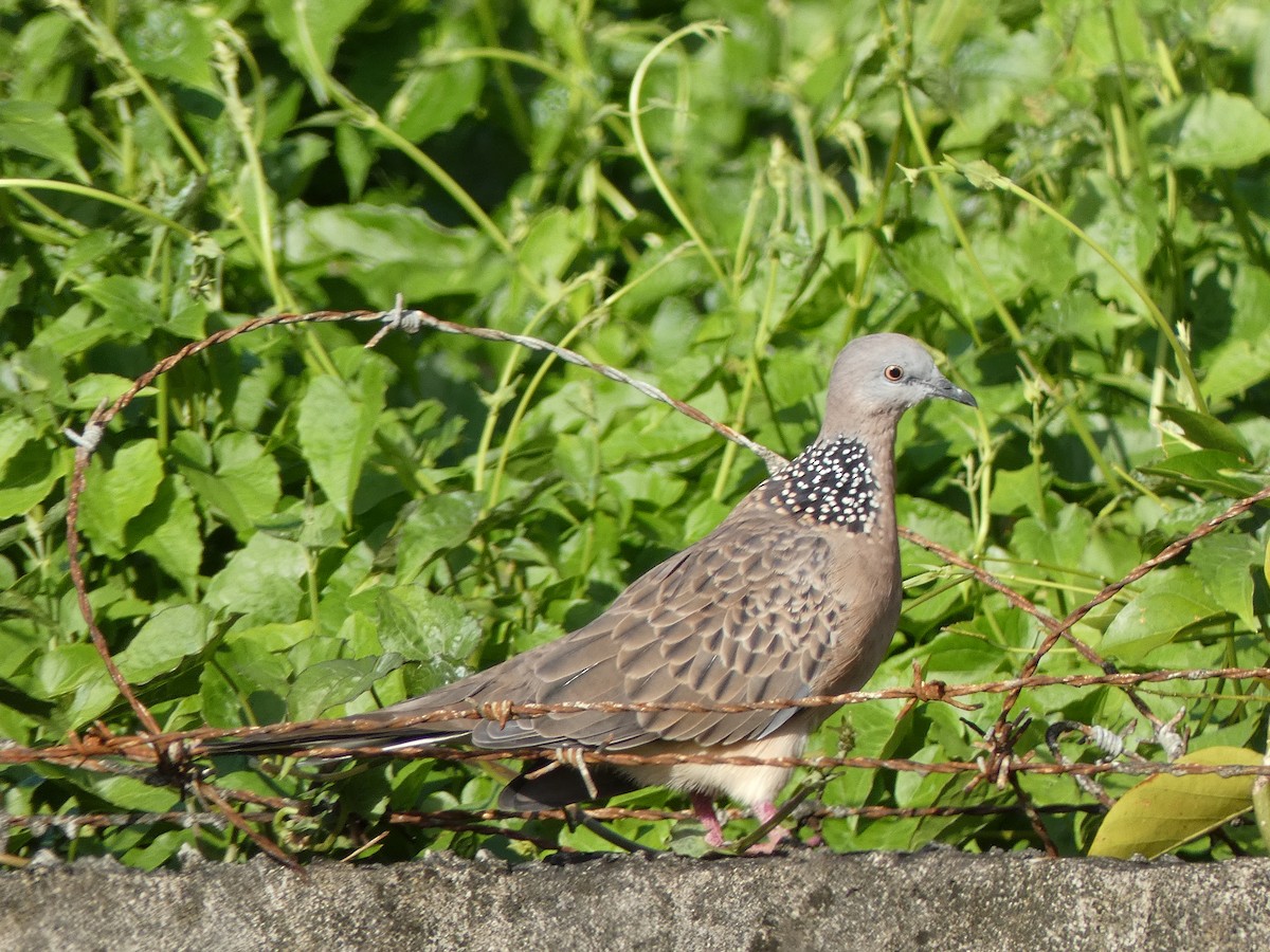 Spotted Dove - ML562146441