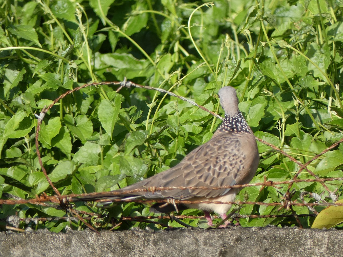 Spotted Dove - ML562146451