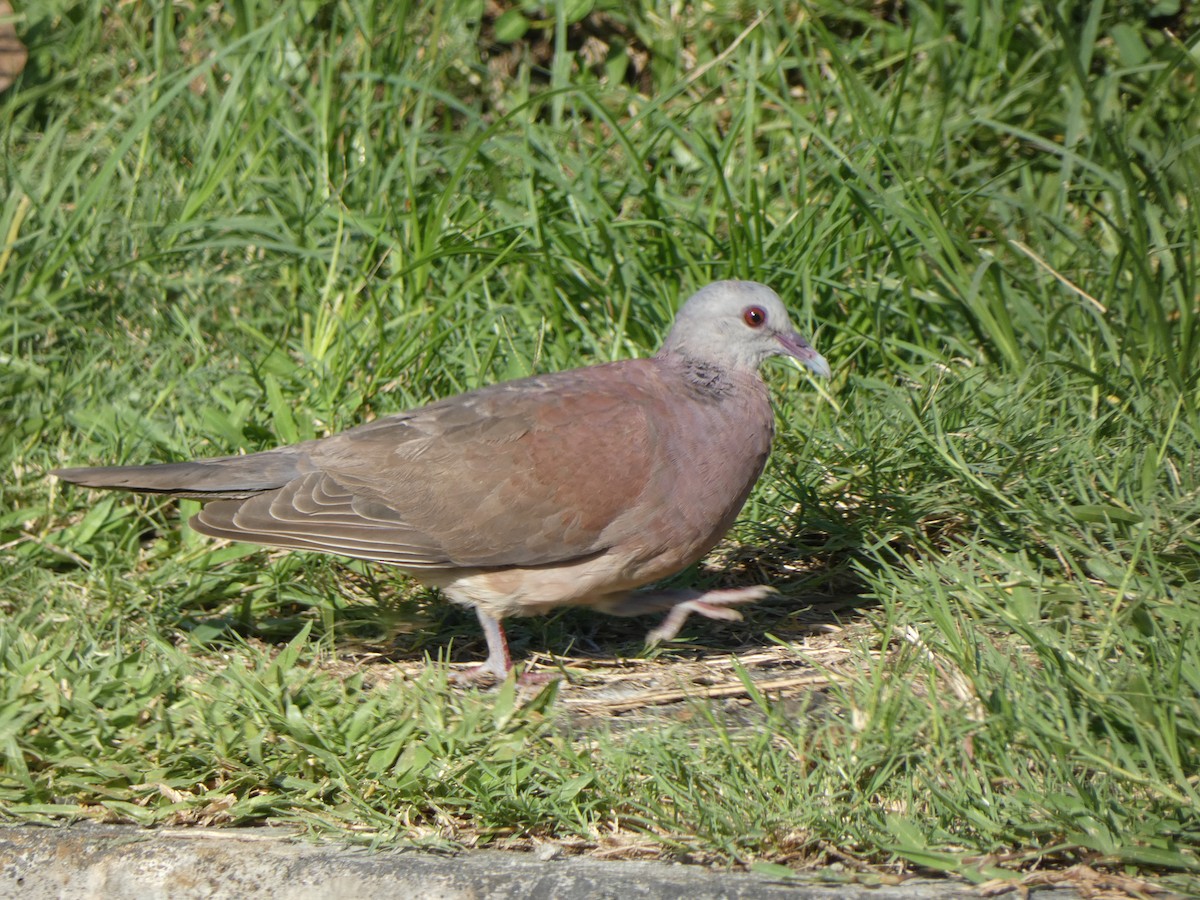 Malagasy Turtle-Dove - ML562146671