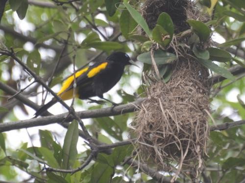 Yellow-rumped Cacique - ML562147571