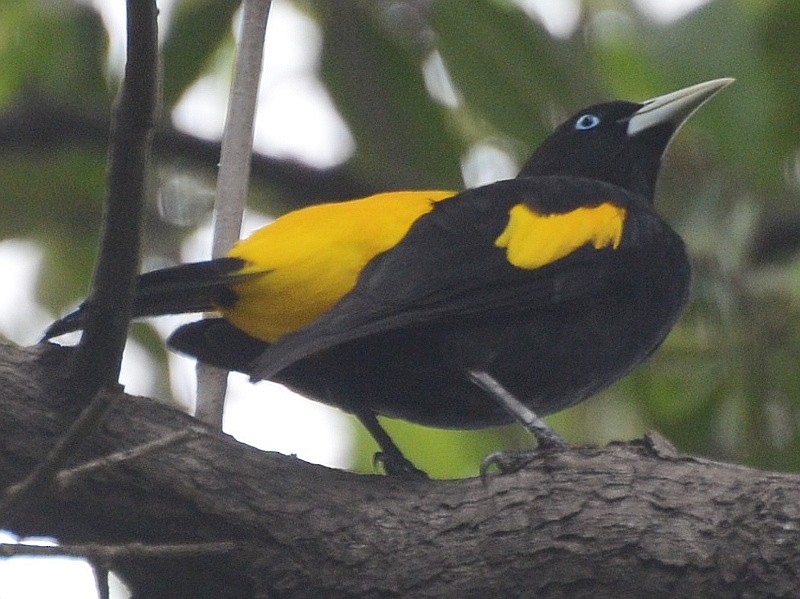 Yellow-rumped Cacique - ML562147581