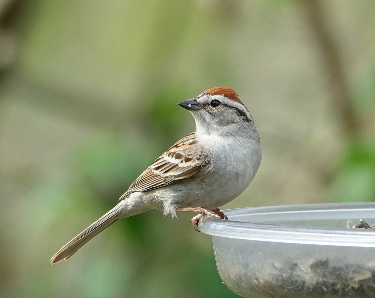Chipping Sparrow - Robert Dixon
