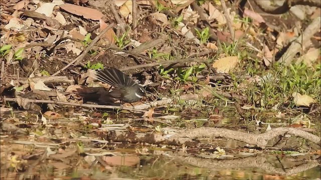 White-throated Fantail - ML562148801