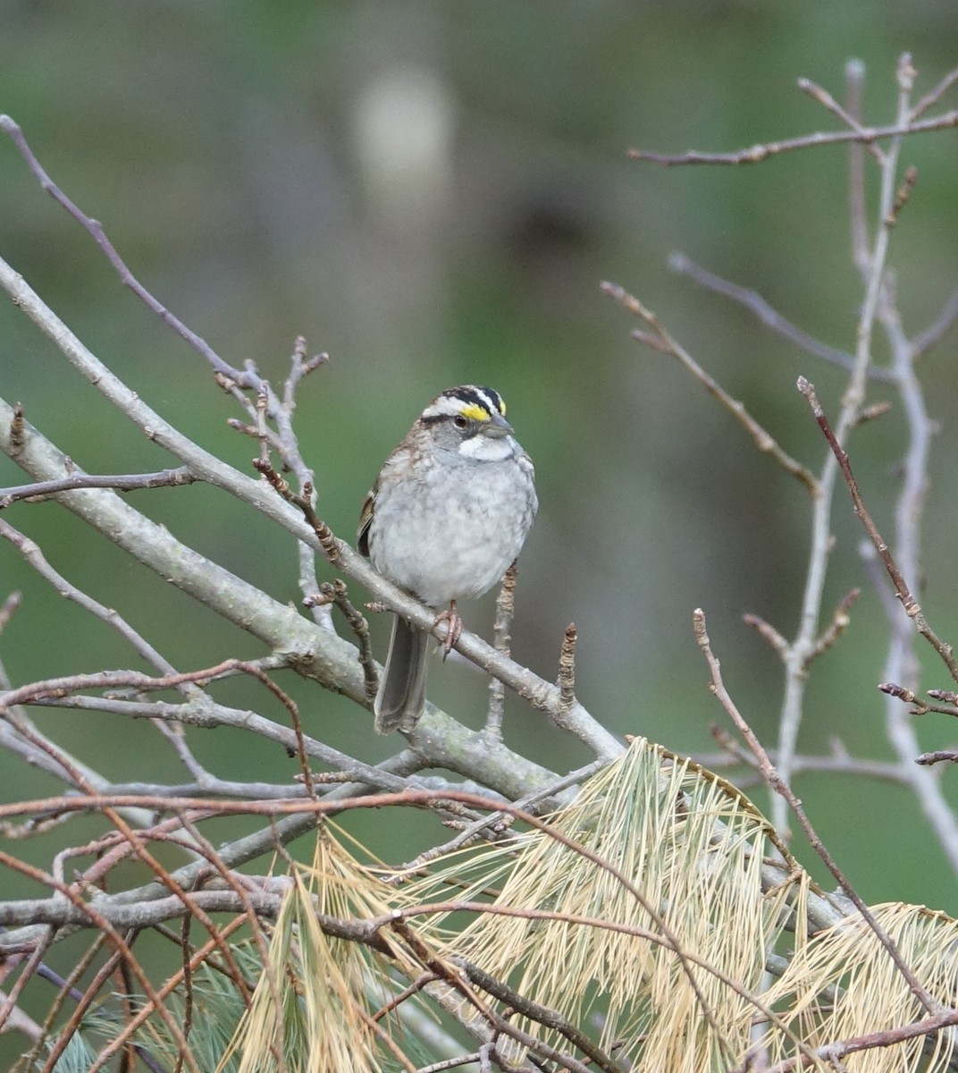 White-throated Sparrow - ML56214901