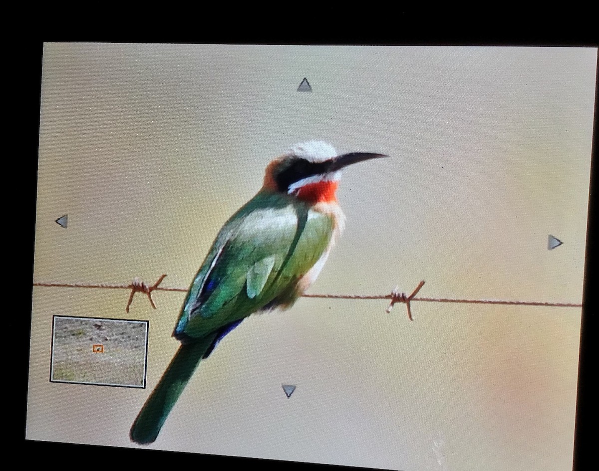 White-fronted Bee-eater - ML562150251