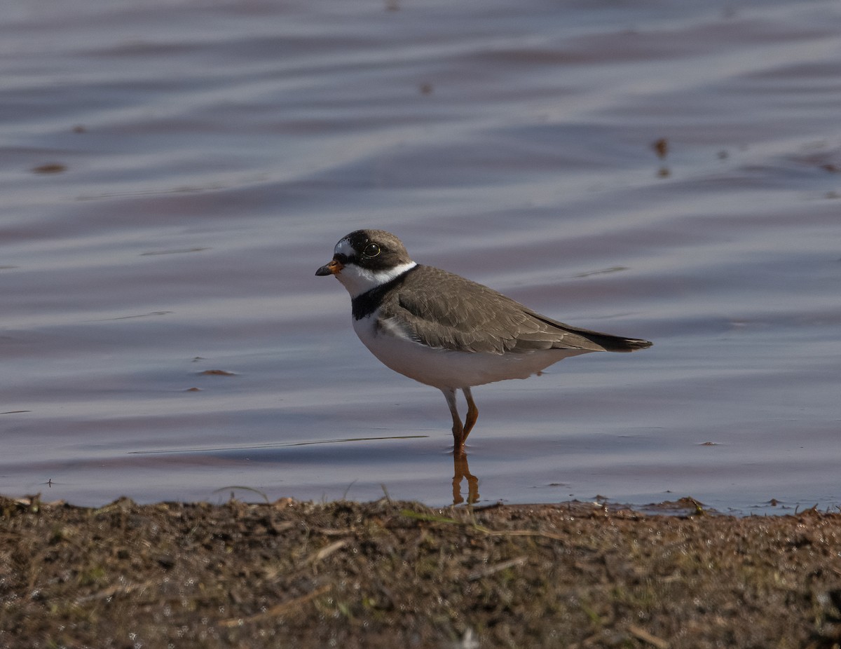 Semipalmated Plover - ML562150901