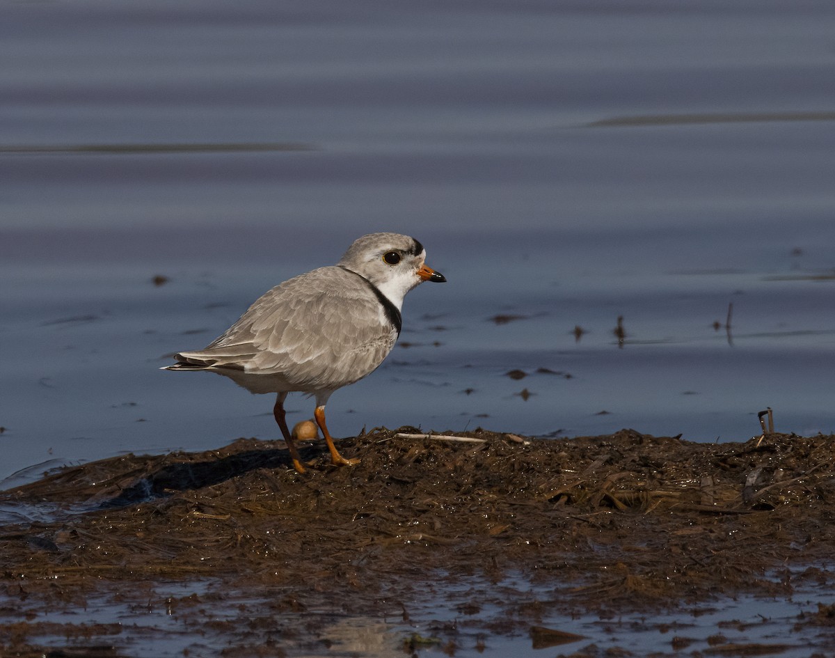 Piping Plover - ML562151341