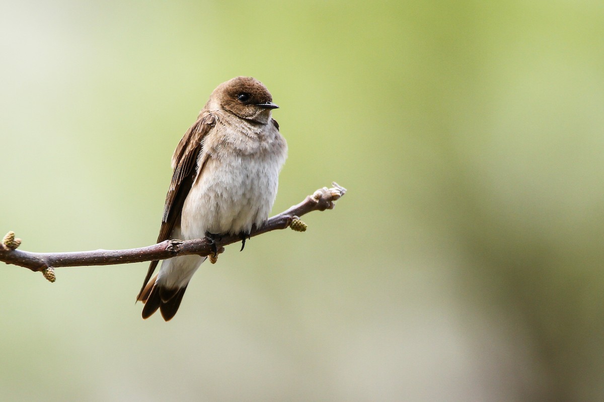 Northern Rough-winged Swallow - ML562153521